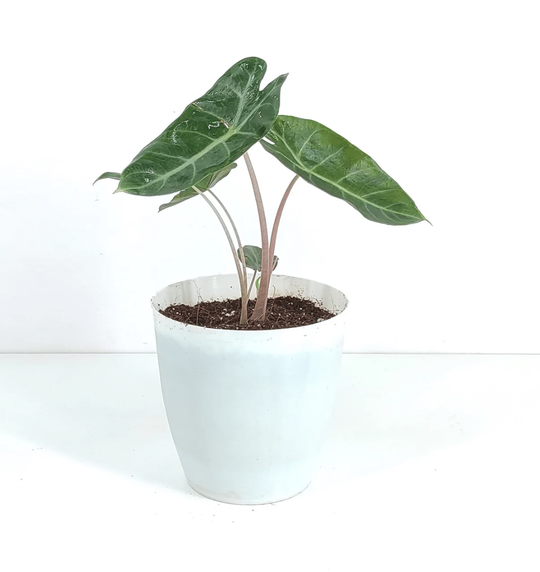 Alocasia pink dragon in small plastic white pot